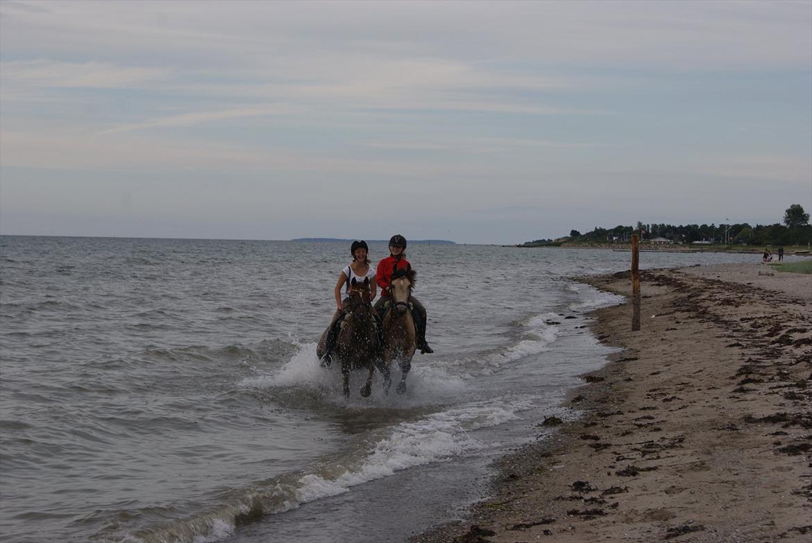 Anden særlig race penny lane billede 5