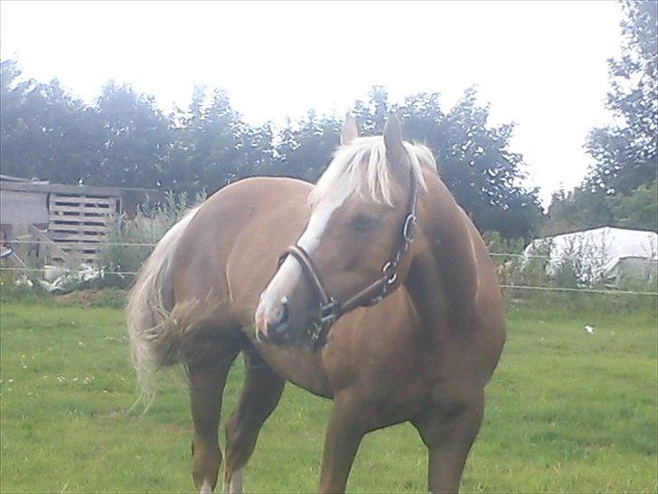 Hollandsk Sportspony Lodius |Smørblomst|<3 - Lodius på hans nye fold, sommer 2011 ♥
 billede 14