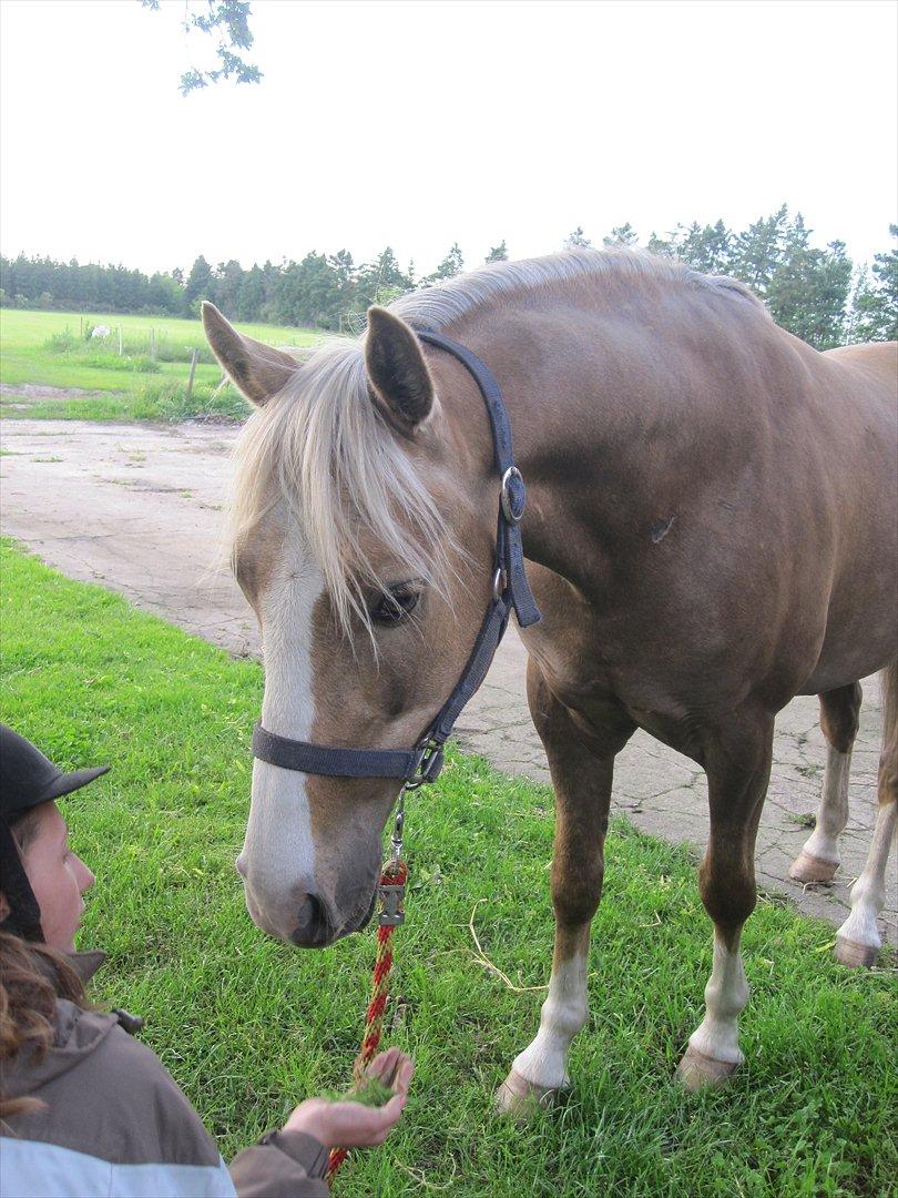 Hollandsk Sportspony Lodius |Smørblomst|<3 - Et billede fra en dag, jeg besøgte ham, inden jeg fik ham hjem :-* ♥
 billede 19