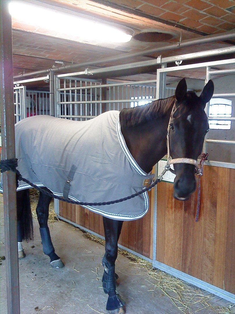 Dansk Varmblod Uniq-Vitz billede 15