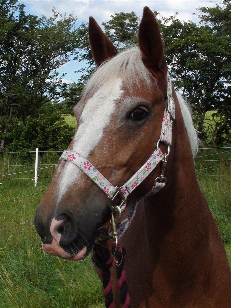 Anden særlig race Beauty  - Velkommen til Beauty´s profil. Smukke Beauty på sommerferie  billede 1