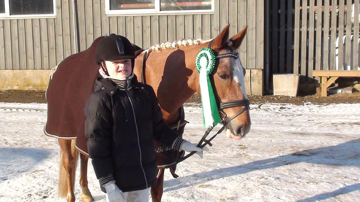 Anden særlig race Beauty  - efter en god tur i herning 3 plads LC2 smukke pony billede 2