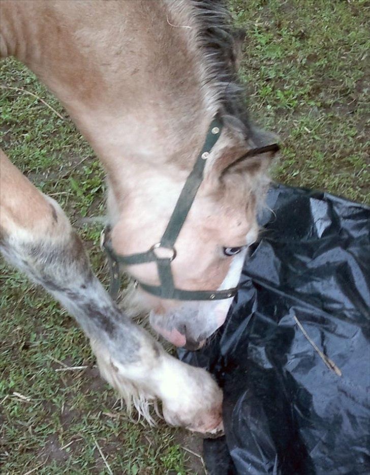 Irish Cob Caramel - Næh.. en plastic-pose. Kan man mon spise den? billede 17