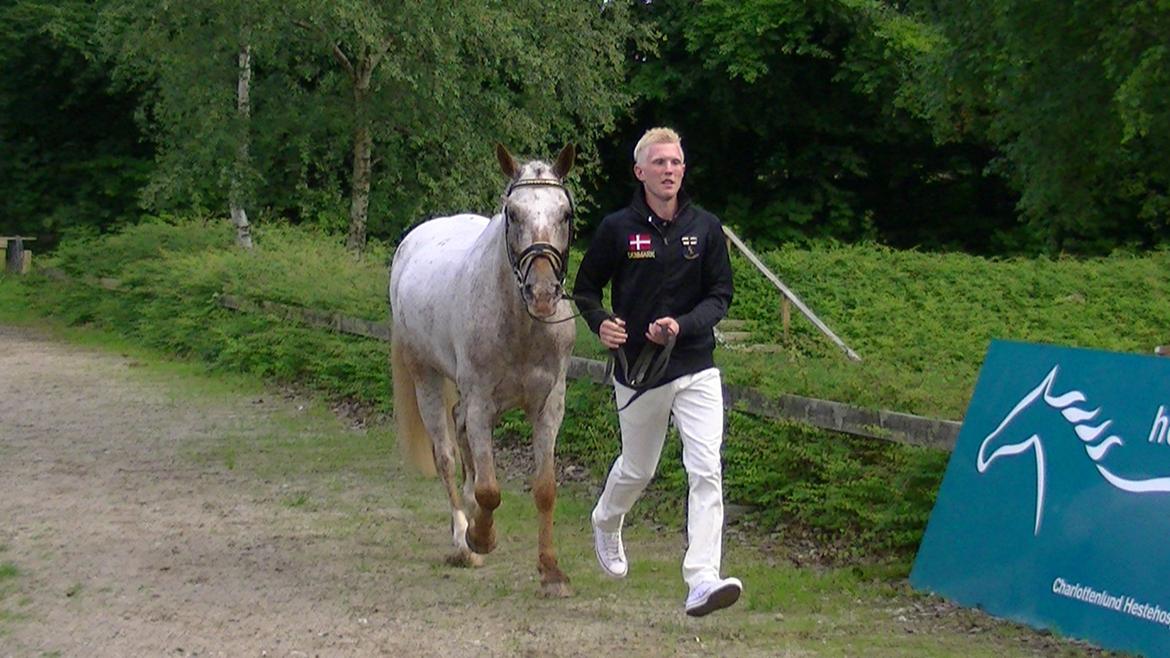 Appaloosa Simly Red - Hesteeftersyn til NM. billede 6