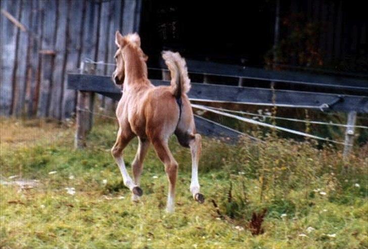 Palomino RAINBOW FIRE ON ICE - Dorje som føl billede 5