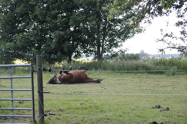 Pinto Lady Taupo (SOLGT) - uhh det er dejligt billede 19