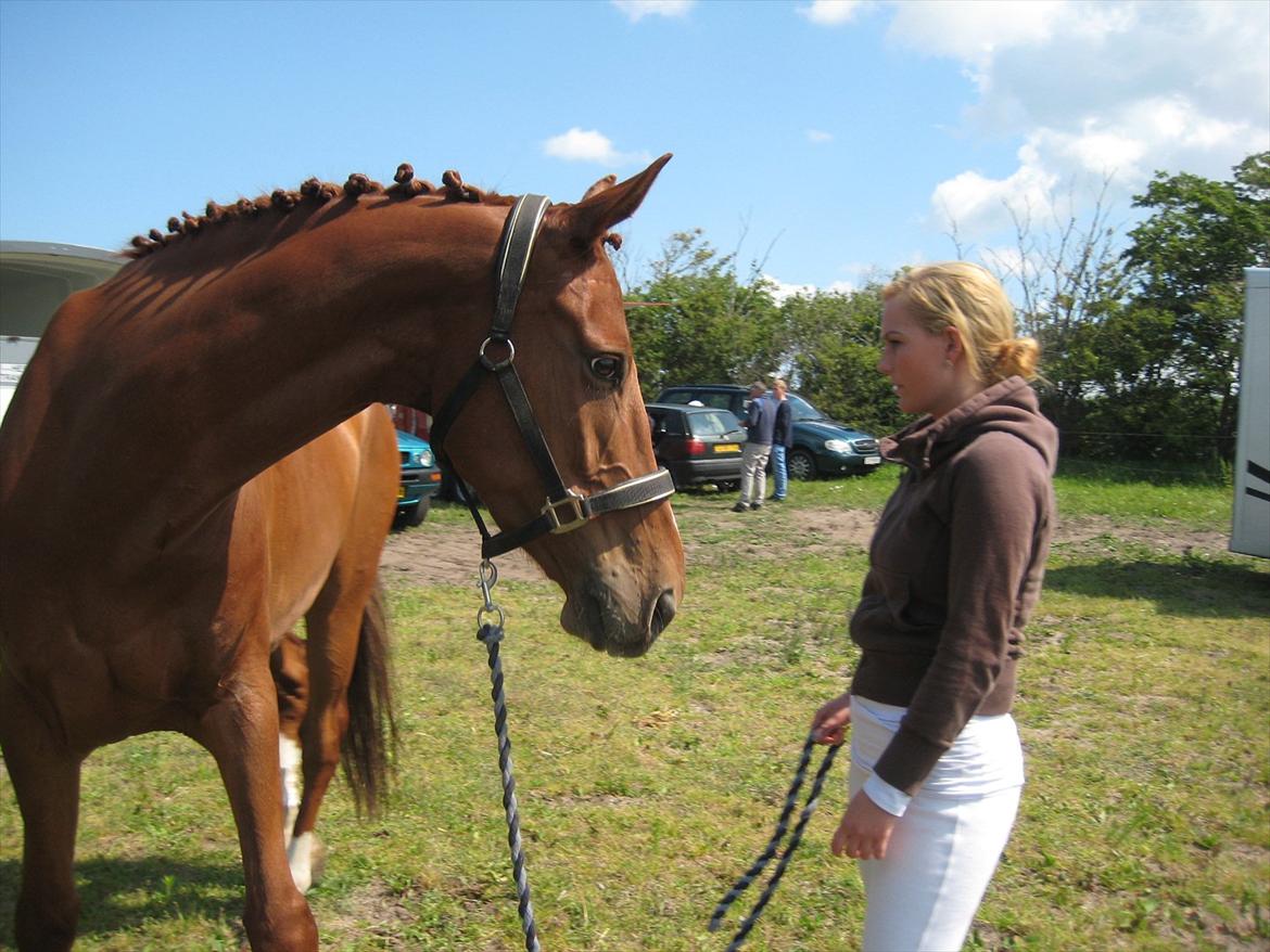 Dansk Varmblod Massimo billede 15