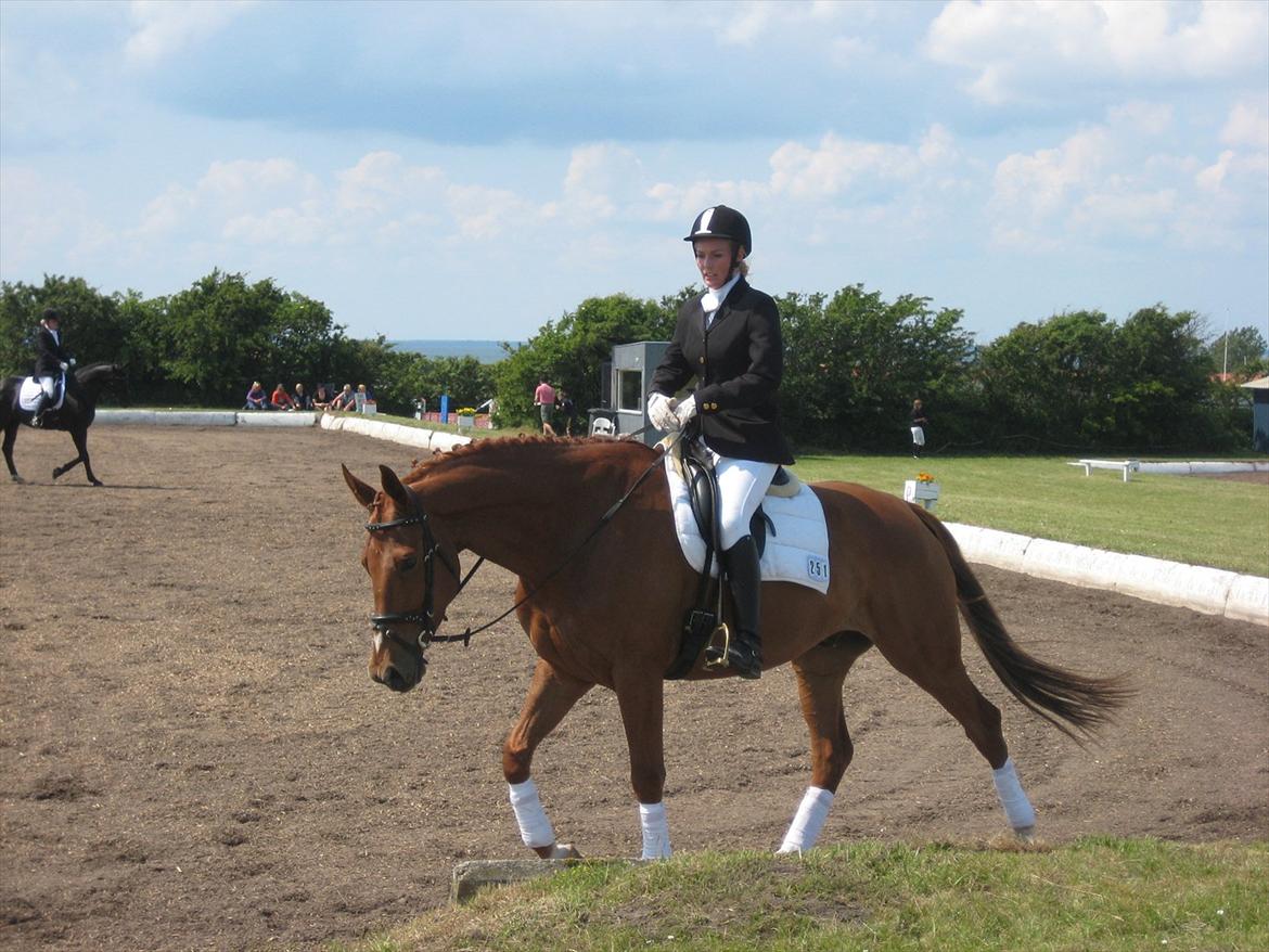 Dansk Varmblod Massimo billede 16