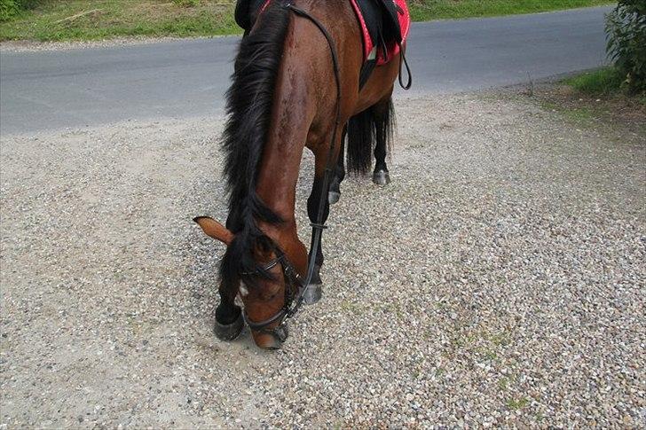 Pinto Lady Taupo (SOLGT) - hun elsker sten billede 16