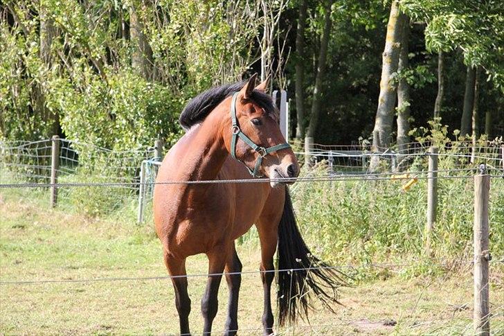 Pinto Lady Taupo (SOLGT) - velkommen til taupos profil:)
håber i vil lægge en kommentar og en bedømmelse:) billede 7