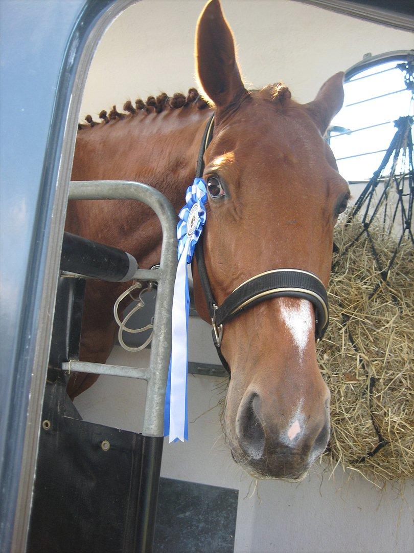 Dansk Varmblod Massimo billede 17