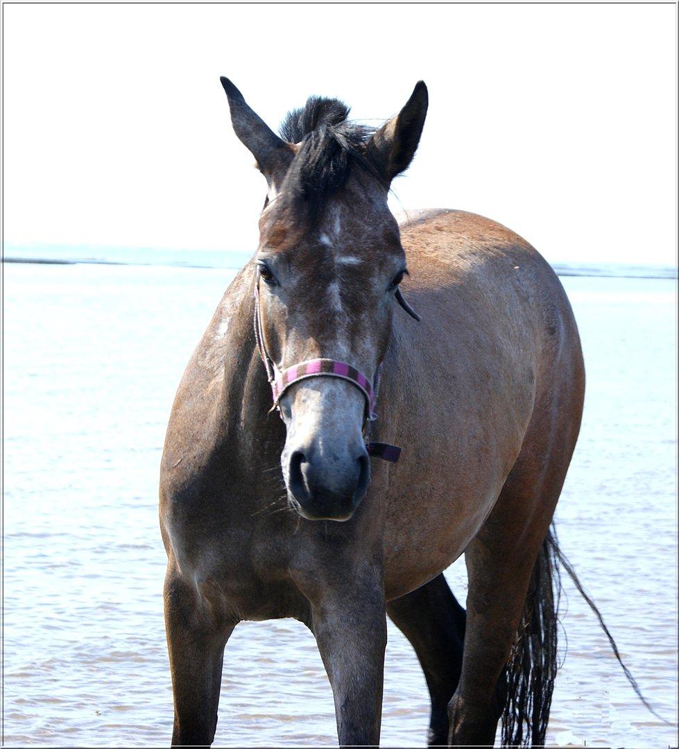 Trakehner Grenanda billede 8