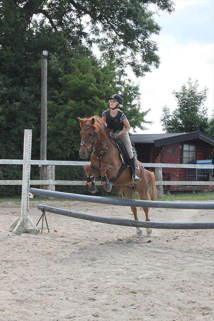 Anden særlig race Red Ready Ballou.<3:* - (8) Sommer 2011. Ridelejr.
Spring-undervisning. Du min stjerne, min springfugl. For to måneder siden kunne jeg ikke styre dig ligeså snart du så et spring. Nu kan jeg 'rive' dig rundt på en springbane.<3 billede 8