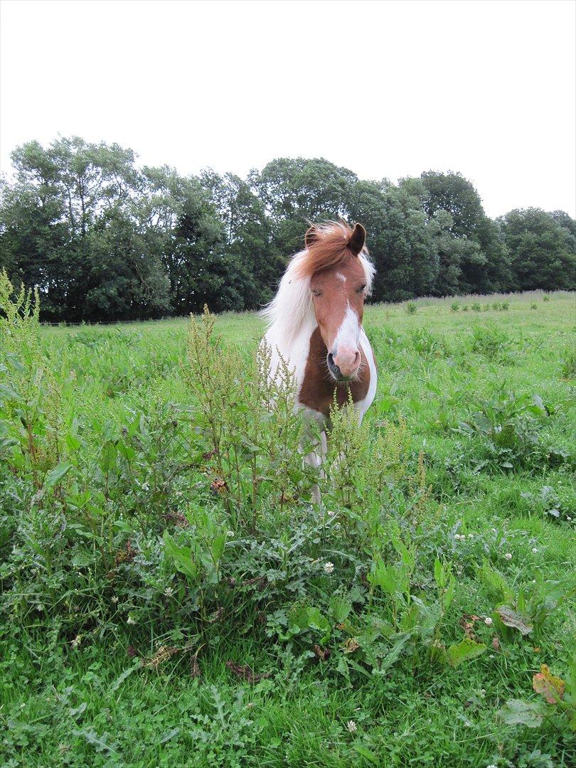 Anden særlig race Prins billede 1