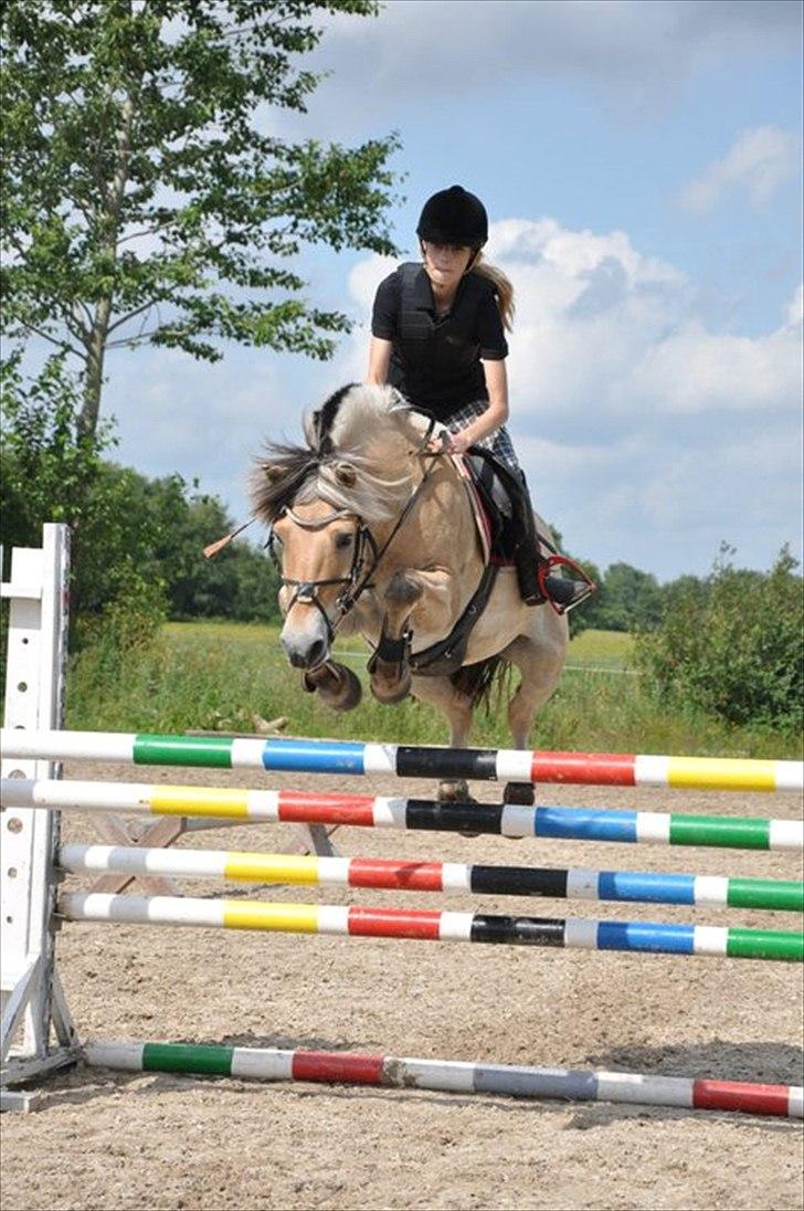 Anden særlig race Cognac billede 5