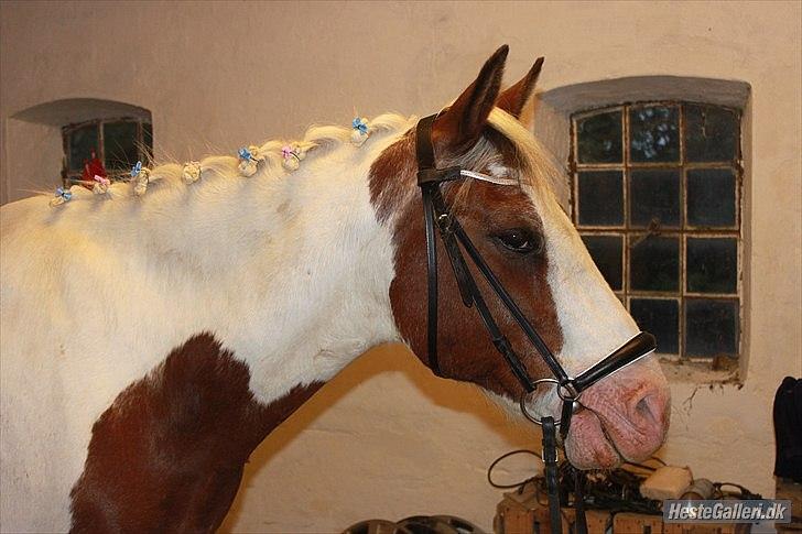 Pinto Blanding Gismoe - #16 På ridelejr hjemme hos mig :D Det regnede så vi tog dem med ind i garagen og nussede om dem istedet ;) Gismoe fik fine rosenknopper i med sløjfer :D foto:Line Petersen :D billede 16