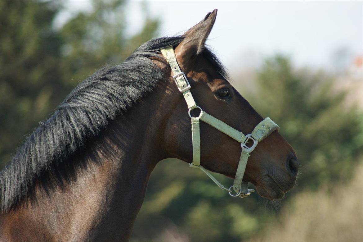 Dansk Varmblod Abezz Firfod DH:D  - Velkommen til bezzen's profil :) Foto: mig  billede 2