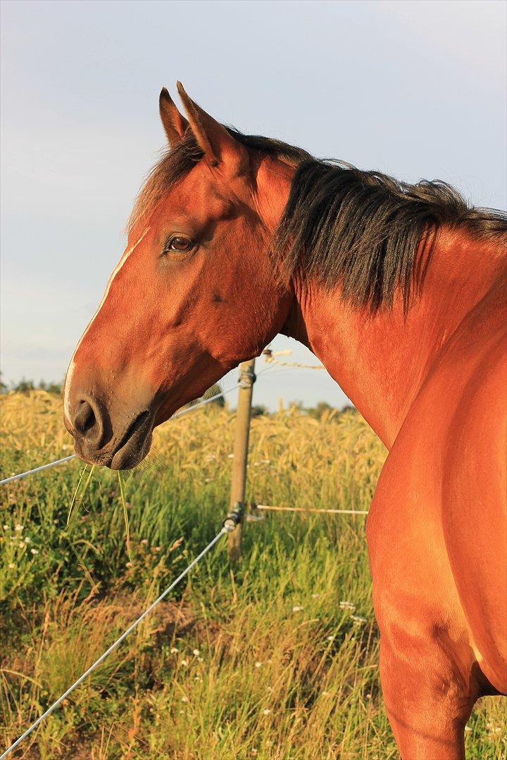 Anden særlig race Pick Pack - D. 12.07.11
Du er min evige optur billede 8