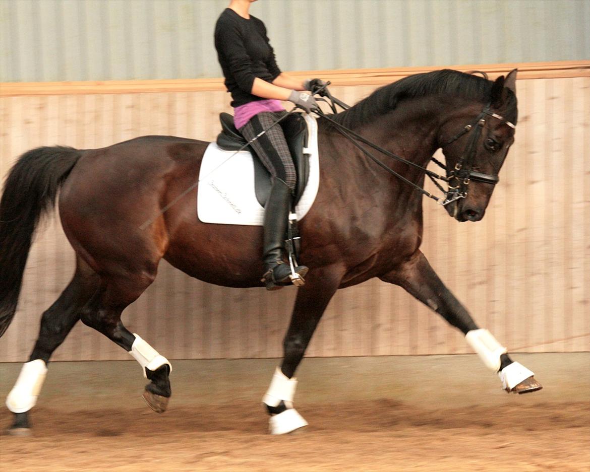 Dansk Varmblod Schnell Eleven - 11 juli 2011:
Schnell og jeg billede 13