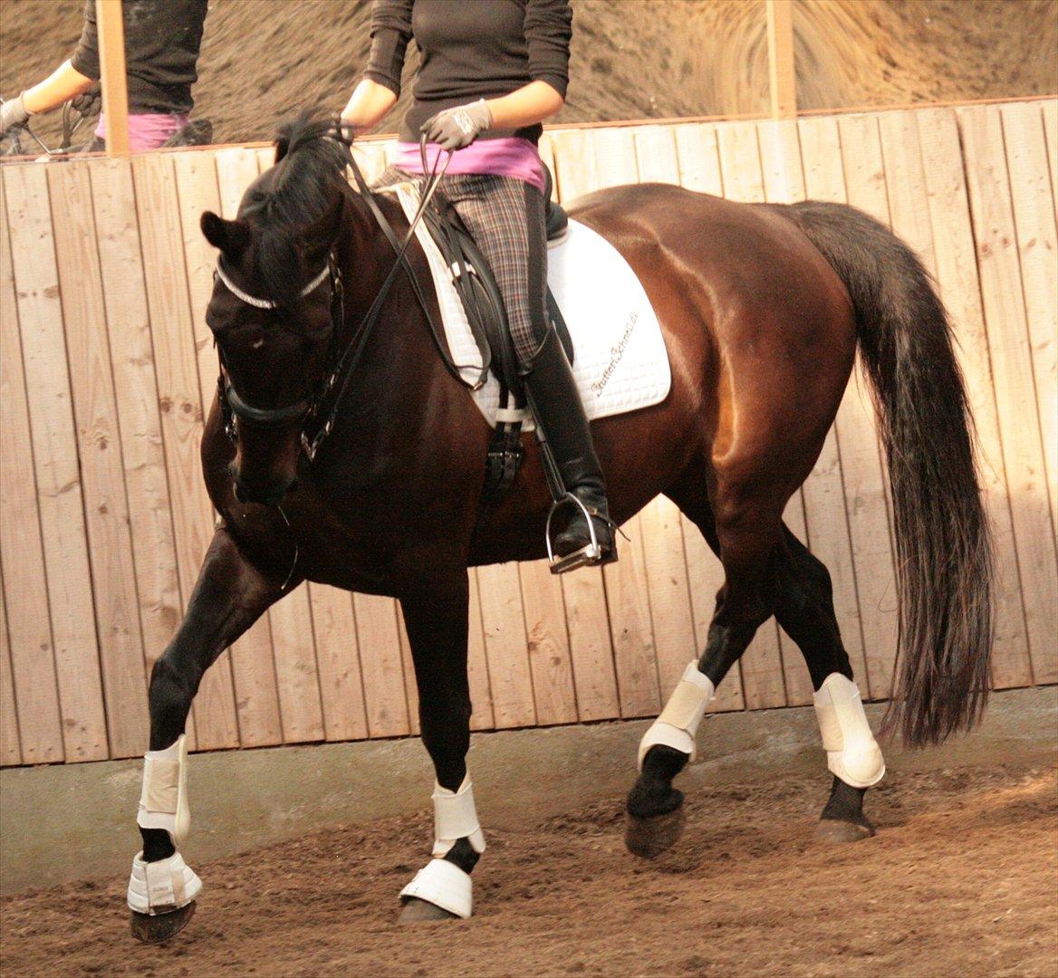 Dansk Varmblod Schnell Eleven - 11 juli 2011:
Schnell og jeg billede 14