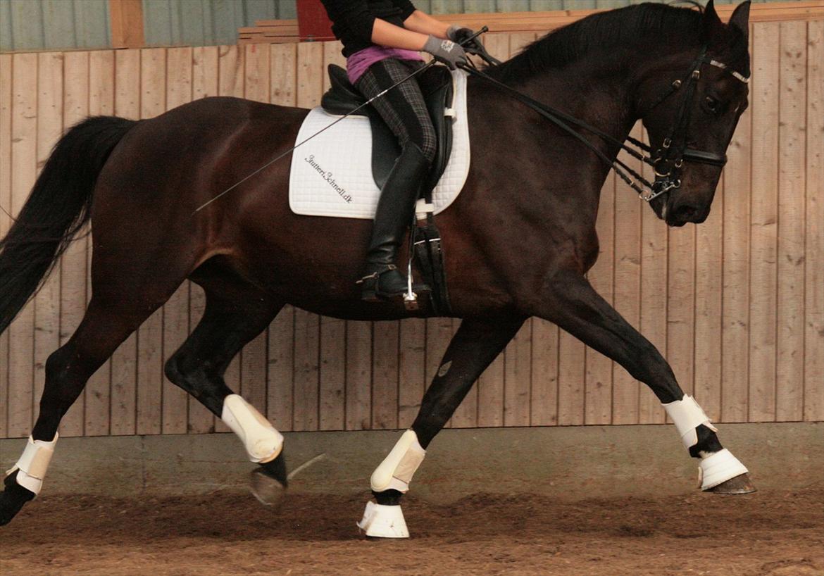 Dansk Varmblod Schnell Eleven - 11 juli 2011:
Schnell og jeg billede 15