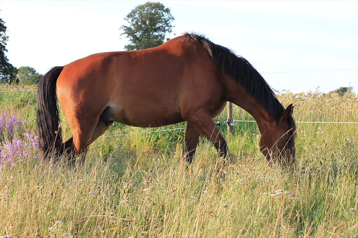 Anden særlig race Pick Pack - D. 12.07.11 billede 9