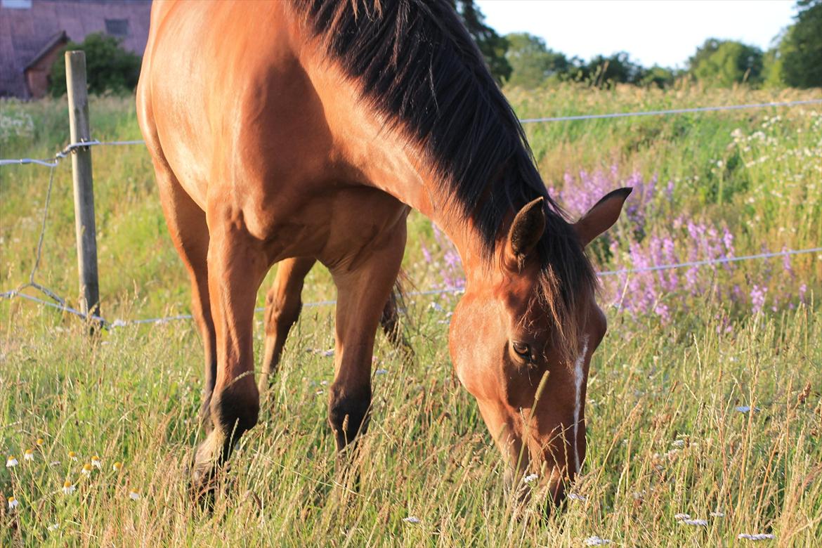 Anden særlig race Pick Pack - D. 12.07.11 billede 10