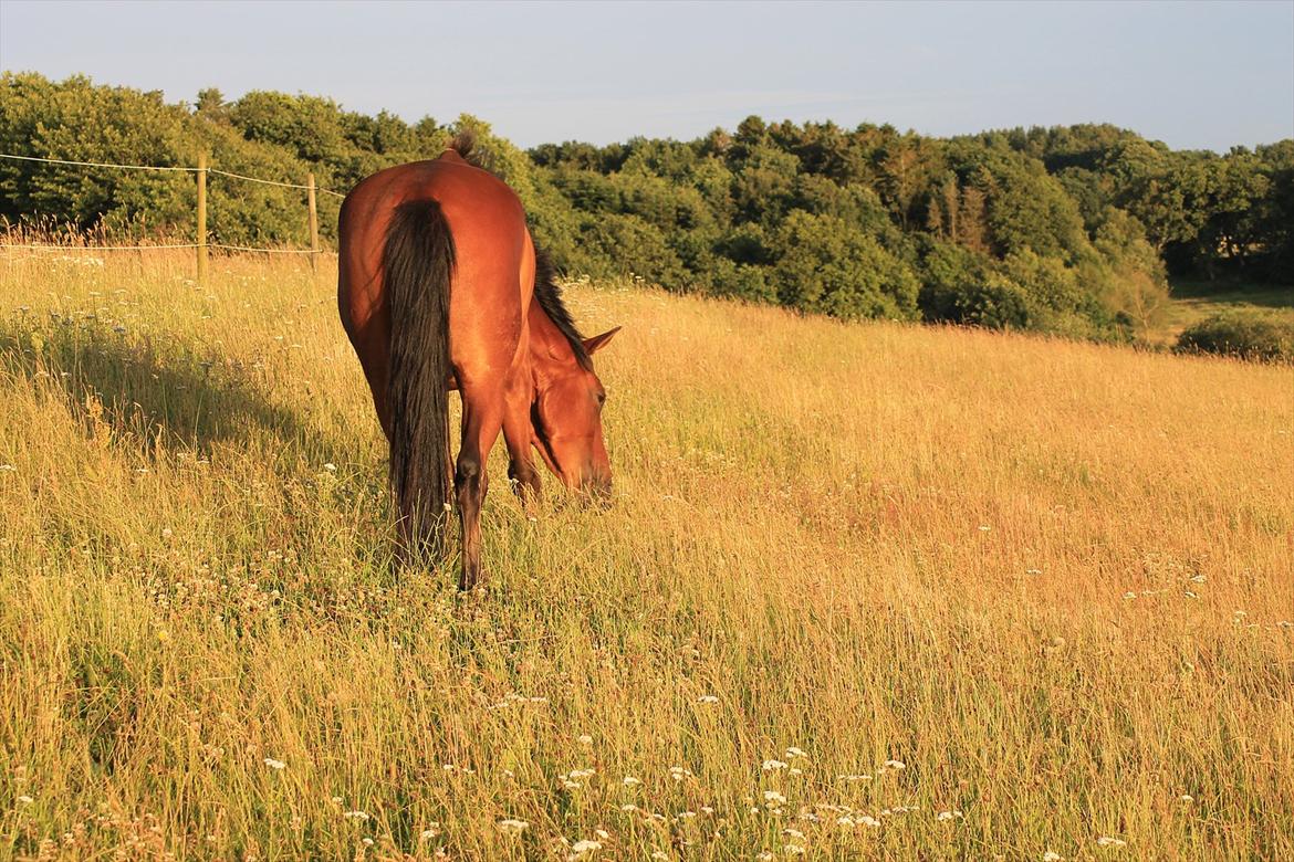 Anden særlig race Pick Pack - D. 12.07.11 billede 11