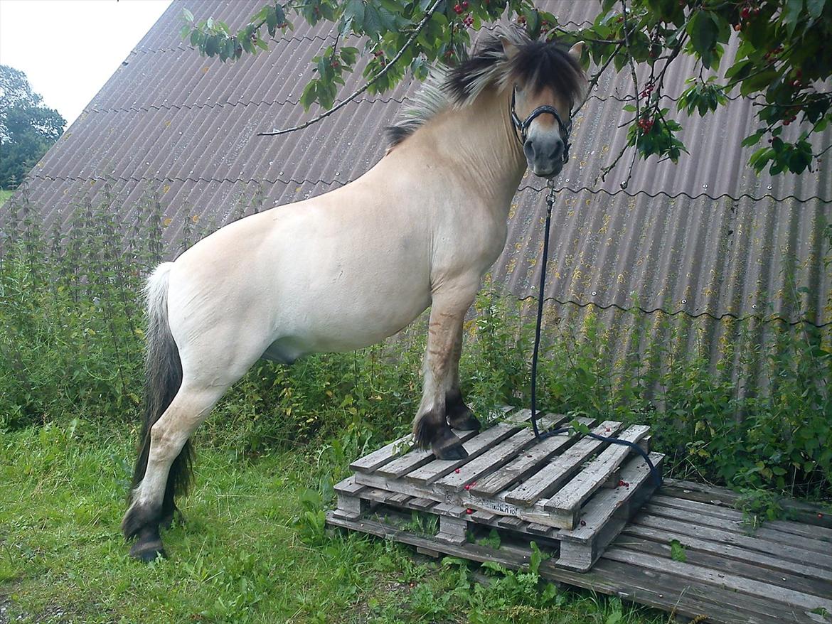 Fjordhest Joakim - min smukke hest billede 13