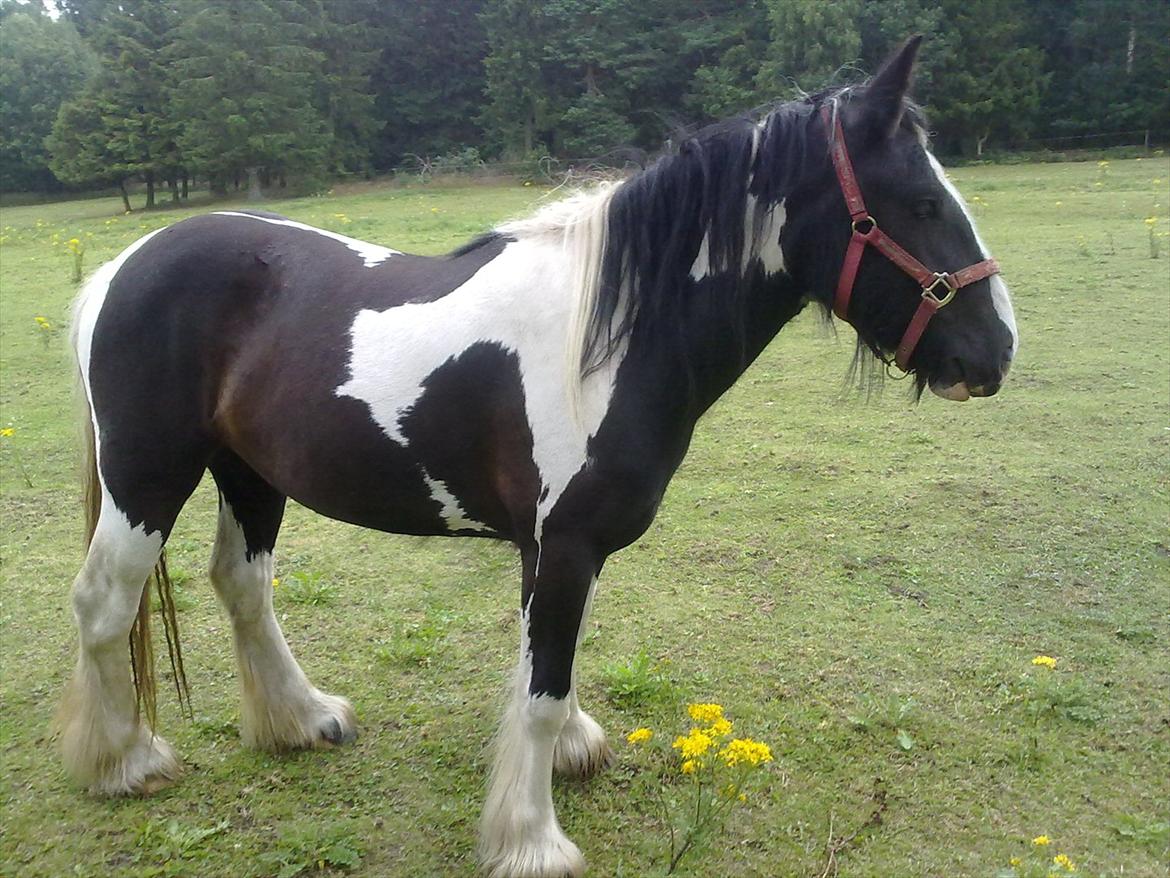 Irish Cob Haven´s Mille *SOLGT* - Nu er jeg 2 år, og temlig lækker. billede 7