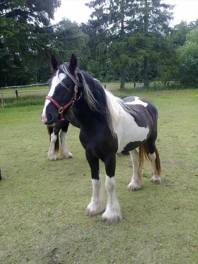 Irish Cob Haven´s Mille *SOLGT* - Lidt model er jeg vel. billede 8