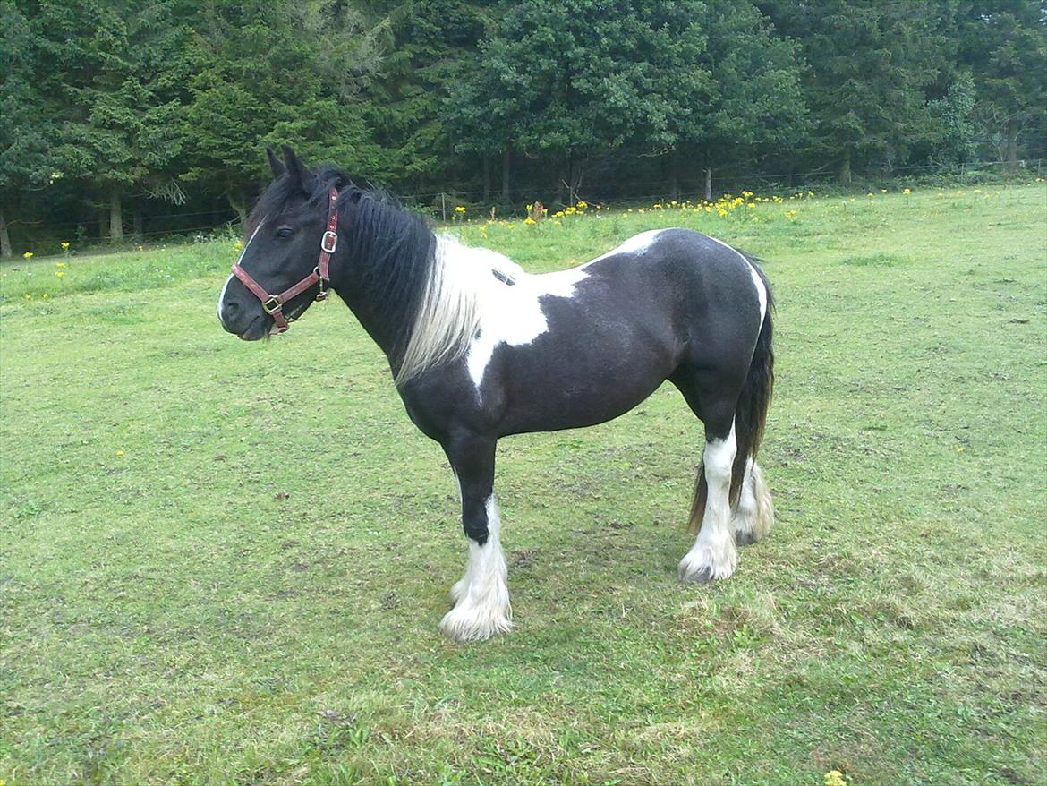 Irish Cob Haven´s Malou *SOLGT" - Flot 2 års fra den ene side. billede 6