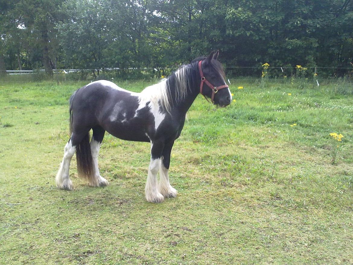 Irish Cob Haven´s Malou *SOLGT" - Flot 2 års fra den anden side. billede 7