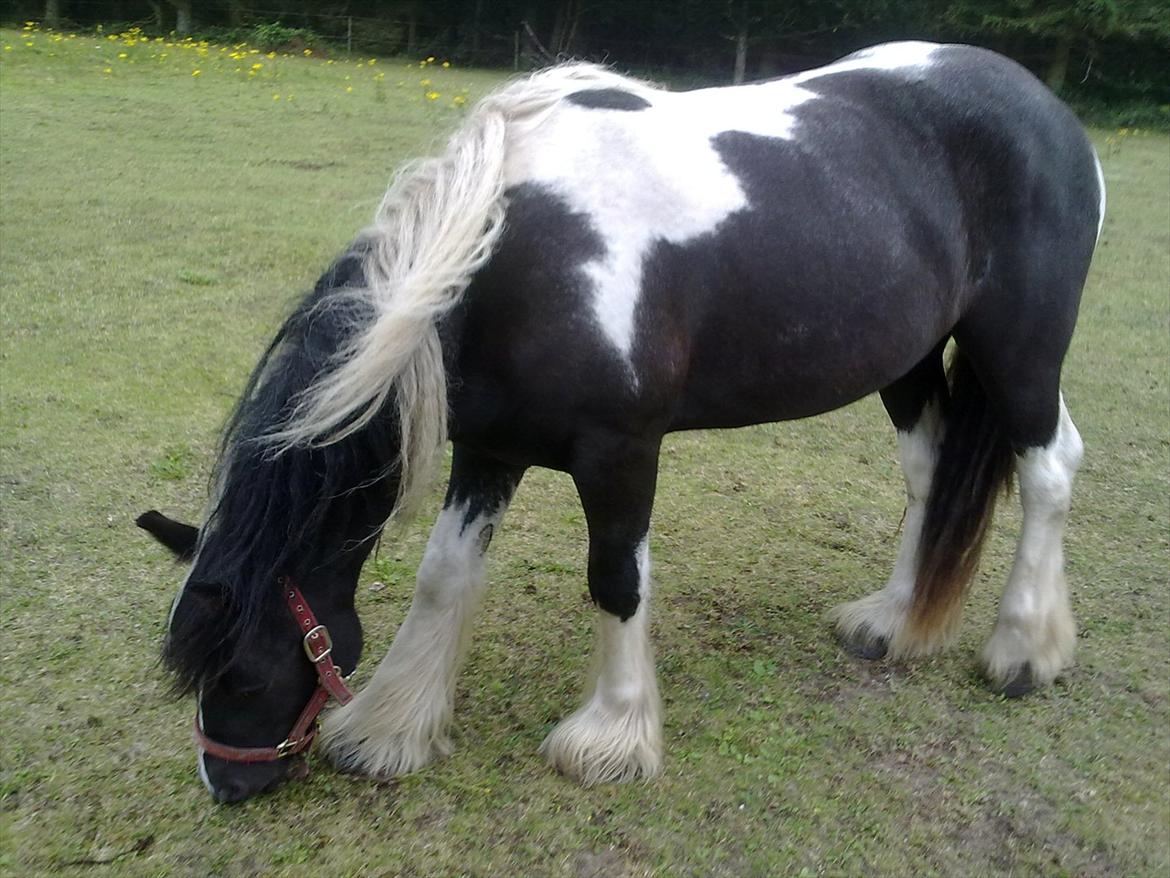 Irish Cob Haven´s Malou *SOLGT" - Lidt mad er da ikke af vejen. billede 8