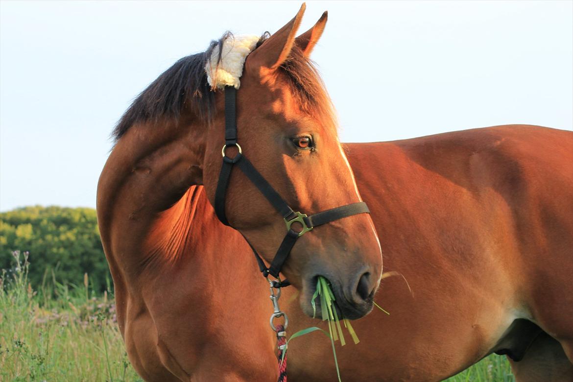 Anden særlig race Pick Pack - D. 12.07.11
Min smukke hest  billede 12