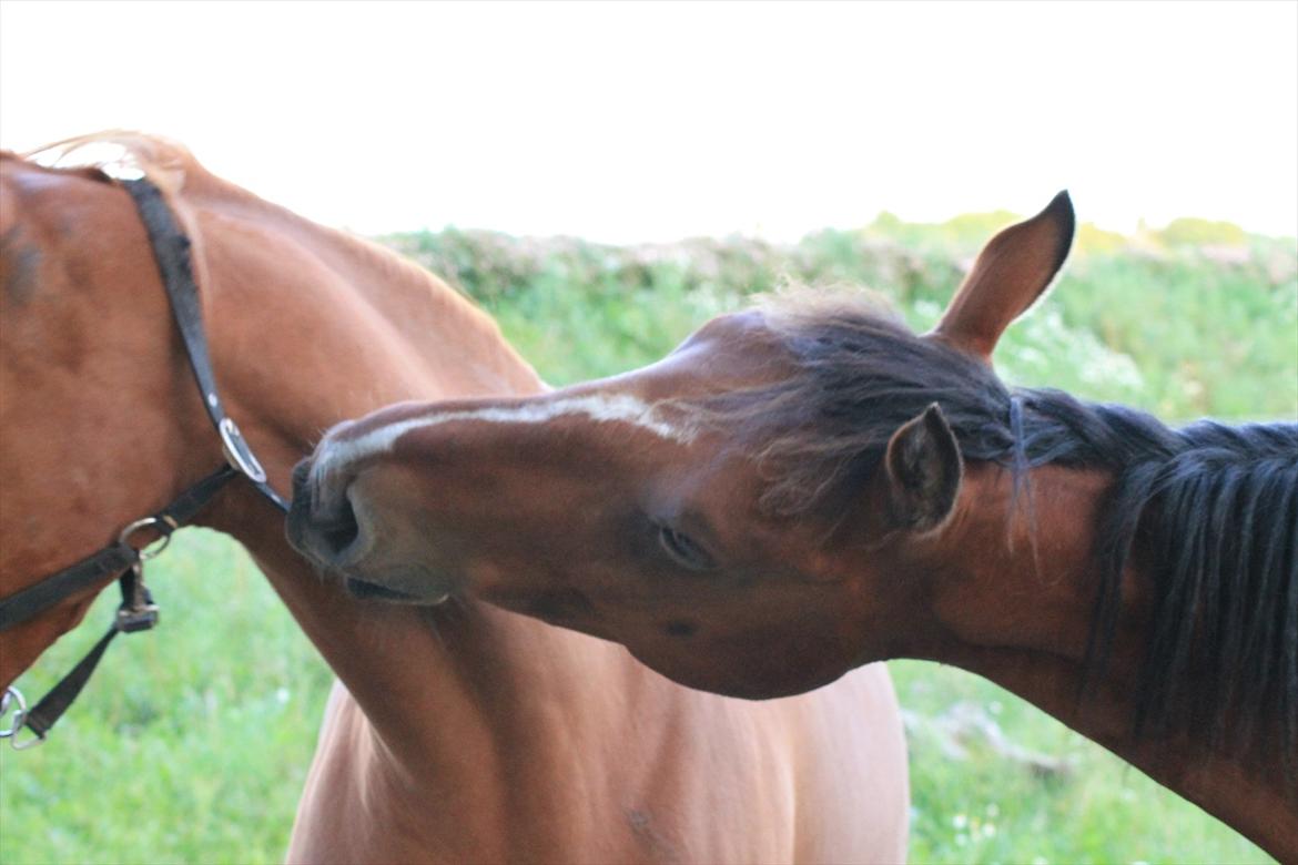 Anden særlig race Pick Pack - D. 12.07.11
Pick Packs grimeleg   billede 13