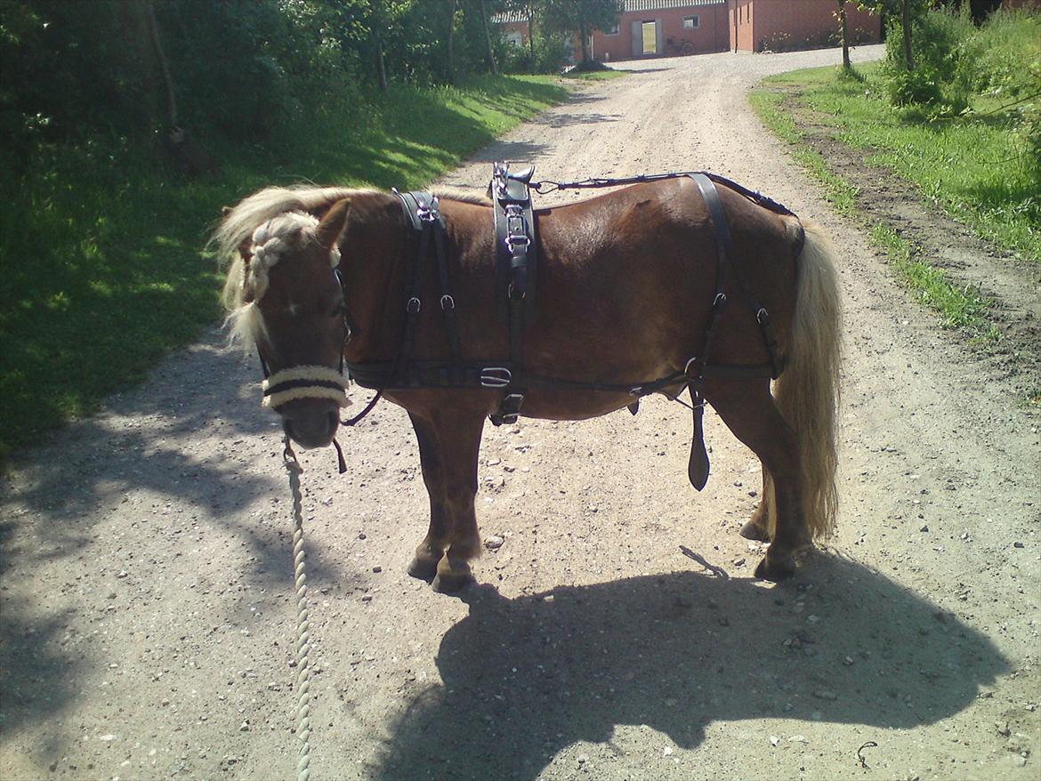 Shetlænder - Tango  †  Min engel!  † - Nu med køresele! billede 3