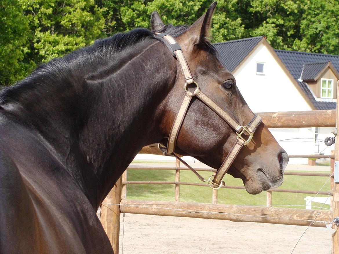 Dansk Varmblod CASOPRANO (Følle) - Maj 2011 - Foto Rebecca billede 3