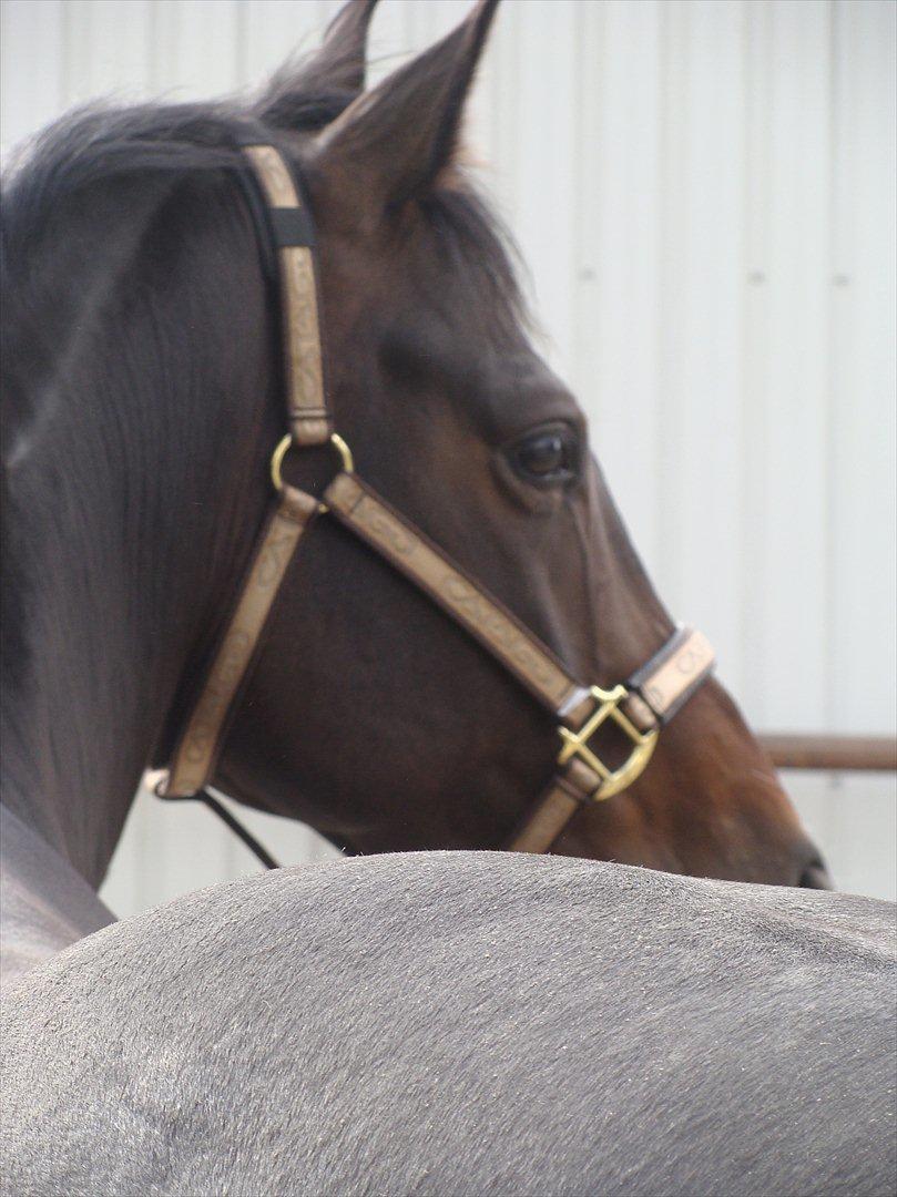 Dansk Varmblod CASOPRANO (Følle) - Maj 2011 - Foto Rebecca billede 10