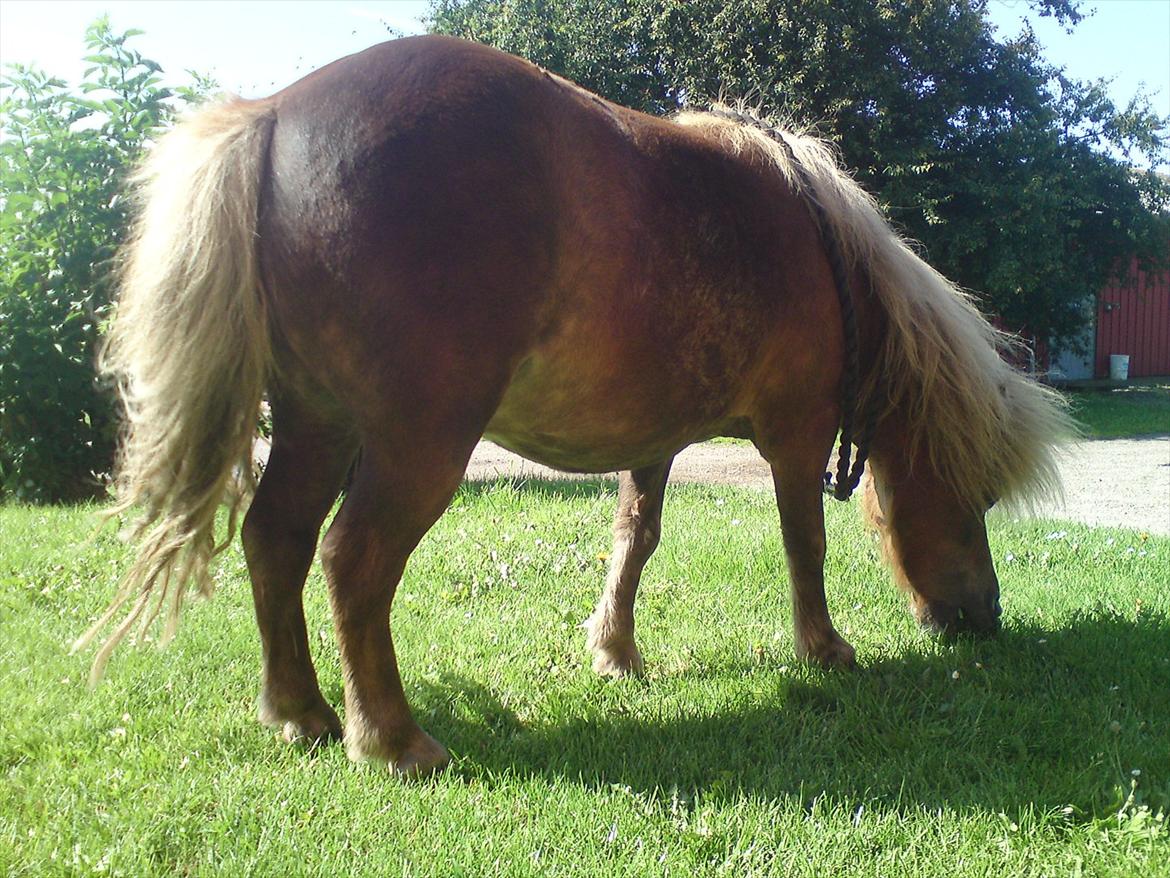 Shetlænder - Tango  †  Min engel!  † - En dejlig sommerdag  billede 5