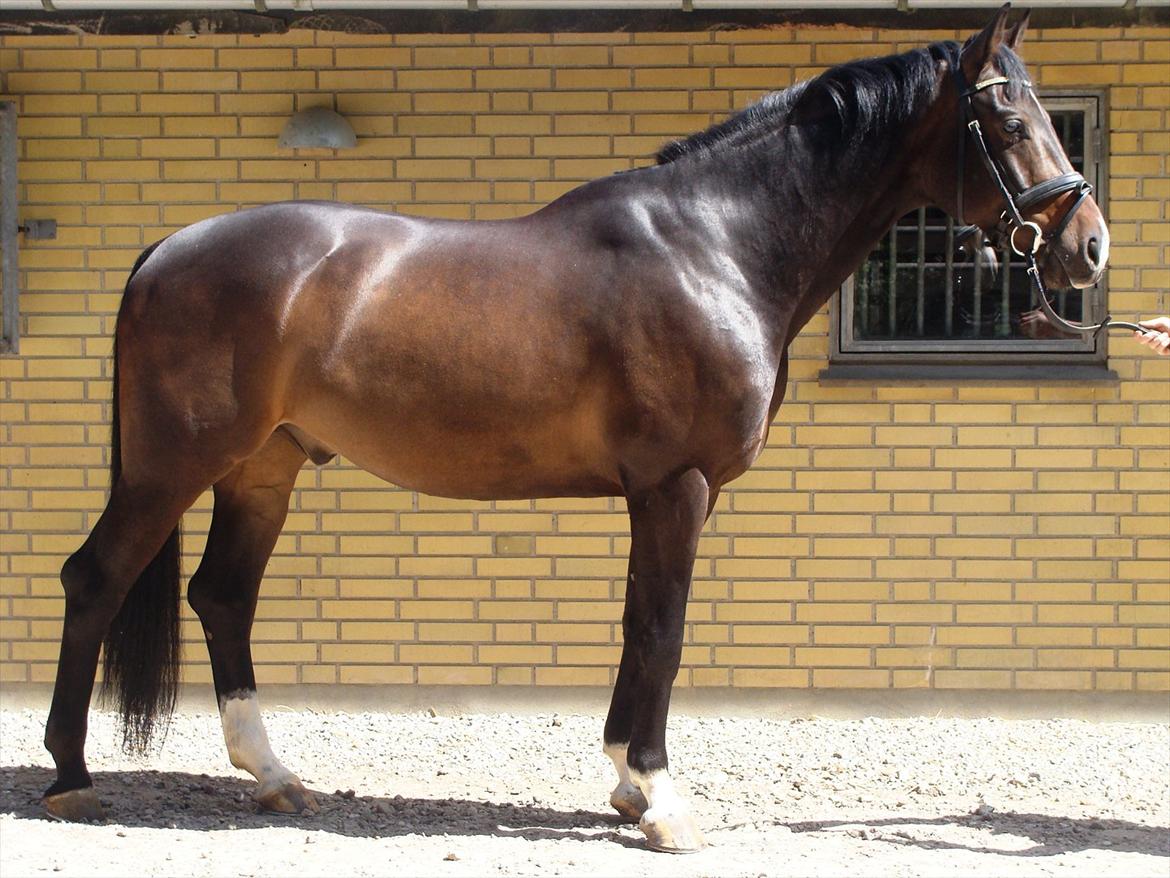 Dansk Varmblod CASOPRANO (Følle) - Juni 2011 - Foto Rebecca billede 8