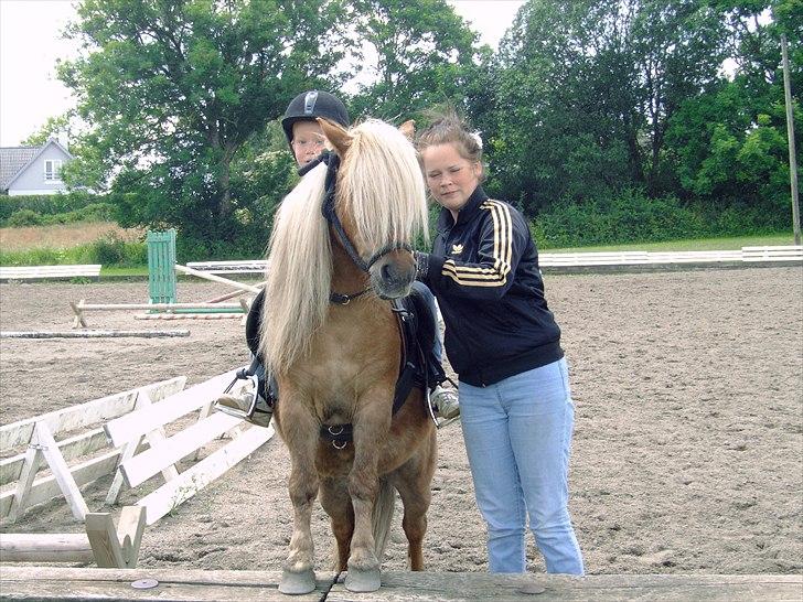 Shetlænder Nalle  - nalle skulle lige vise hvad han kan :) <3  billede 3