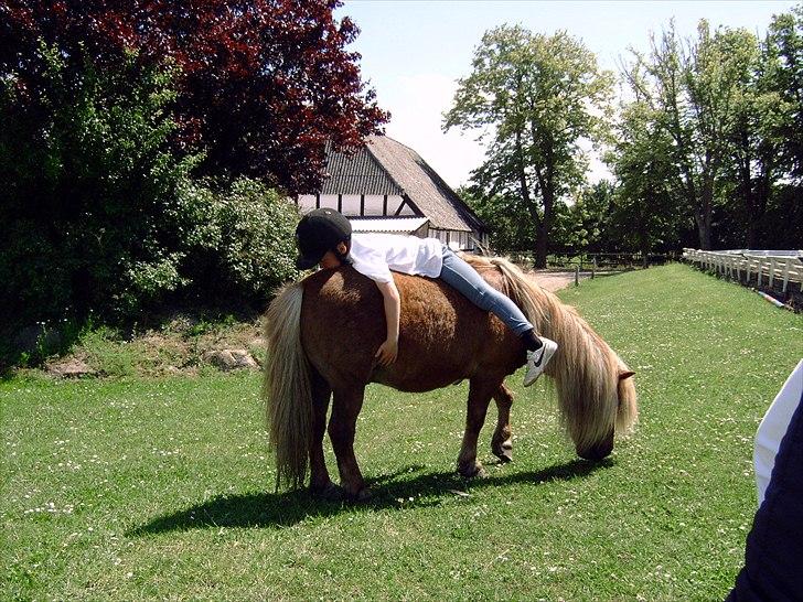 Shetlænder Nalle  - verdens sødeste hest <3  billede 4