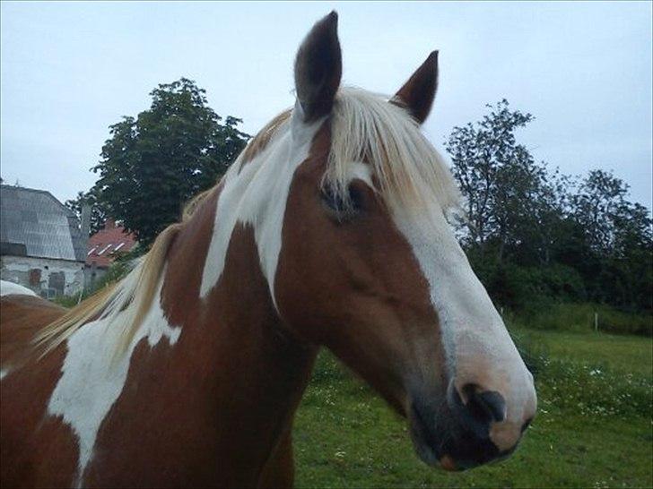Anden særlig race misty  billede 1