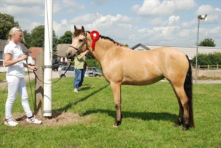 New Forest Stegstedgårds Filippa - Velkommen til Filippa's profil! Her et billede fra New Forest hoppekåring 2011, hvor hun blev kåret i 1. Kl. med bronzemedalje + Reg. 2 bedste hoppe.  billede 1