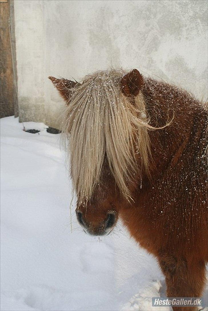 Shetlænder Nalle  - nalle i sne vejer <3  billede 5