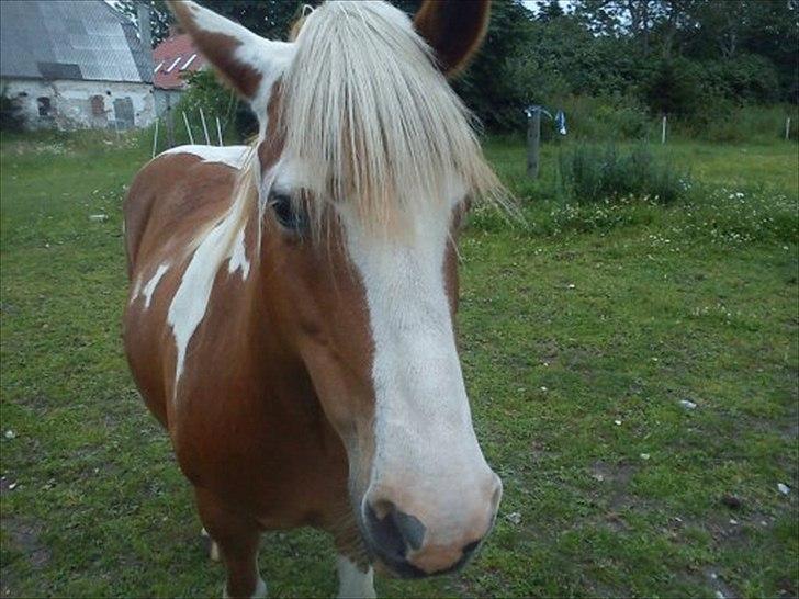 Anden særlig race misty  billede 3