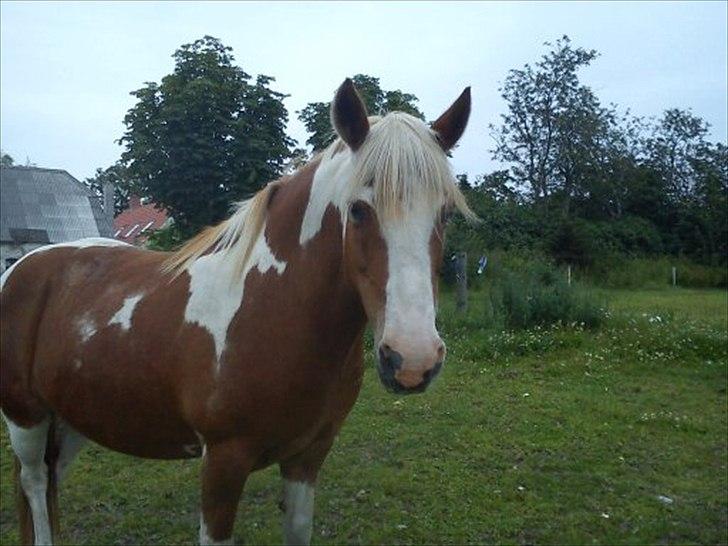 Anden særlig race misty  billede 11