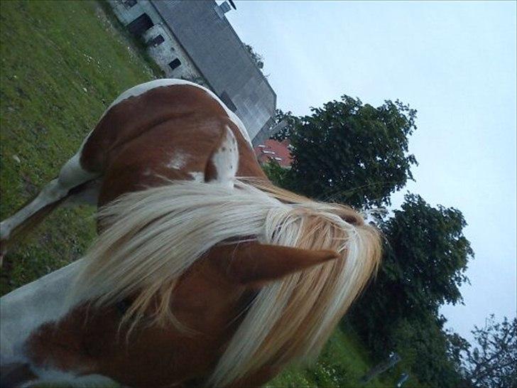 Anden særlig race misty  billede 12