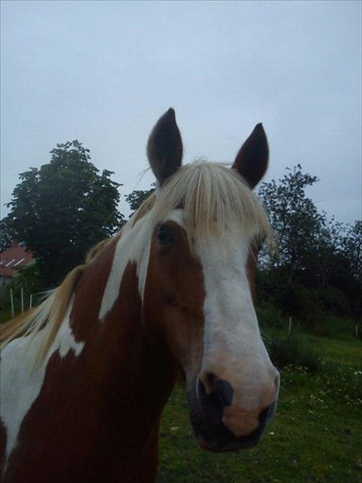 Anden særlig race misty  billede 15